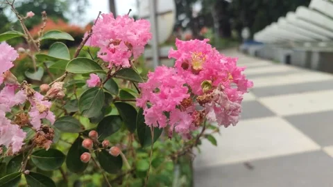 Hydrangea (Hortensia) Flower Bloom Stock Footage 326131946