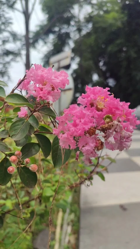 Hydrangea (Hortensia) Flower Bloom Video stock 326131954