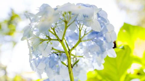 Hydrangea, Hortensia Stock Photos