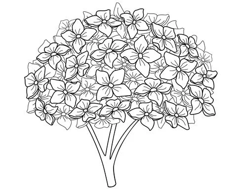 Hydrangea. Hydrangea inflorescence, garden plant - vector line art picture Stock Illustration