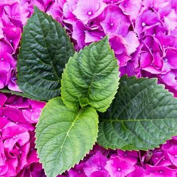 Hydrangea Hydrangea with leaves Copyright: xZoonar.com/angetax 17324242  Stock Photos