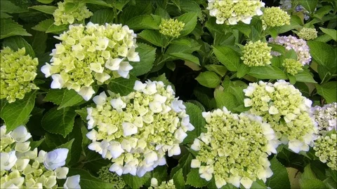 Hydrangea. Hydrangea macrophylla - Beautiful bush of hydrangea flowers in Stock Footage 114075470