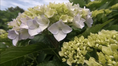 Hydrangea. Hydrangea macrophylla - Beautiful bush of hydrangea flowers in Stock Footage 114075482