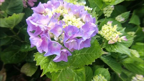 Hydrangea. Hydrangea macrophylla - Beautiful bush of hydrangea flowers in Stock Footage 114075484