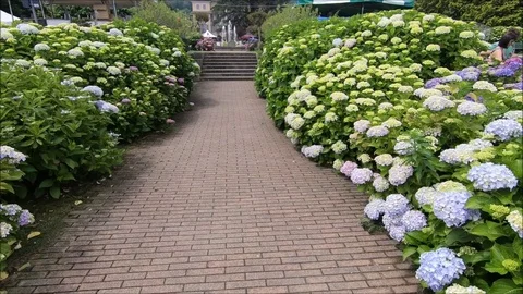 Hydrangea. Hydrangea macrophylla - Beautiful bush of hydrangea flowers in Stock Footage 114075487