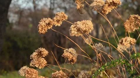 Hydrangea (Hydrangea macrophylla) Stock Footage 12771571