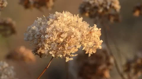 Hydrangea (Hydrangea macrophylla) Stock Footage 12772019