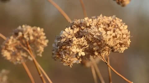 Hydrangea (Hydrangea macrophylla) Stock Footage 12772263