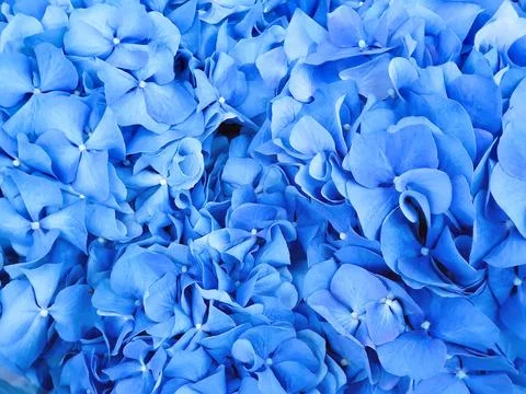 Hydrangea Hydrangea macrophylla or Hortensia. Blue hydrangea flower texture Foto stock