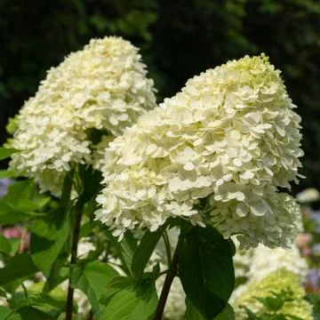Hydrangea, Hydrangea paniculata Foto stock