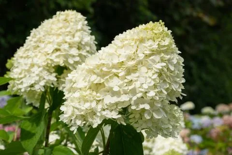 Hydrangea, Hydrangea paniculata Stock Photos