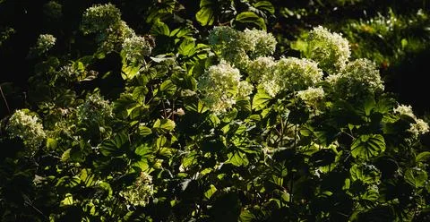 Hydrangea illuminated by sunlight Stock Photos