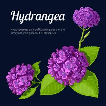 Hydrangea. Stock Illustration