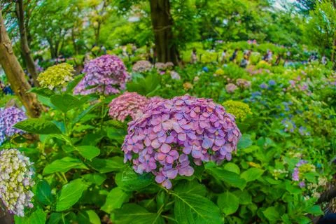Hydrangea image in June Stock Photos