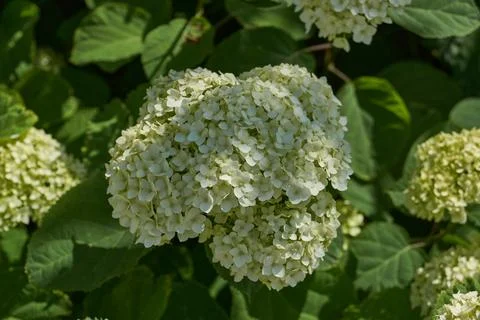 Hydrangea inflorescence (lat. Hydrangea). Foto stock