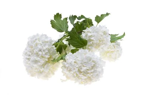 Hydrangea isolated Stock Photos