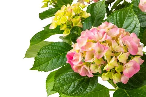 Hydrangea isolated on white background. Stock Photos