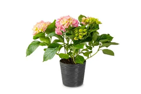 Hydrangea isolated on white background. Stock Photos