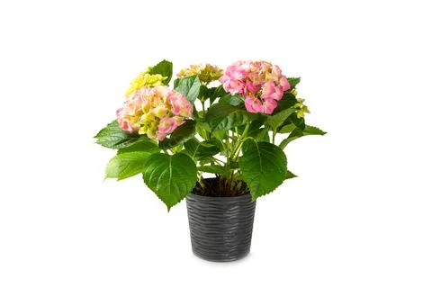 Hydrangea isolated on white background. Stock Photos