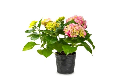 Hydrangea isolated on white background. Stock Photos
