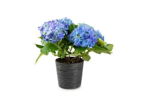 Hydrangea isolated on white background. Stock Photos