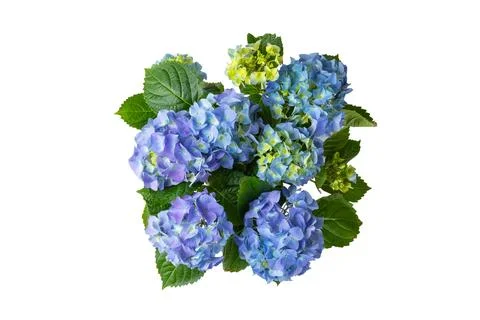 Hydrangea isolated on white background. Stock Photos