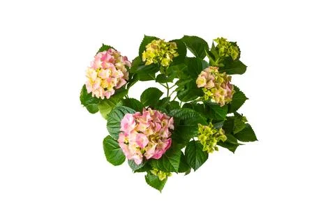 Hydrangea isolated on white background. Stock Photos