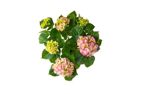 Hydrangea isolated on white background. Stock Photos
