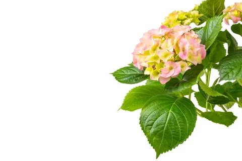 Hydrangea isolated on white background. Stock Photos