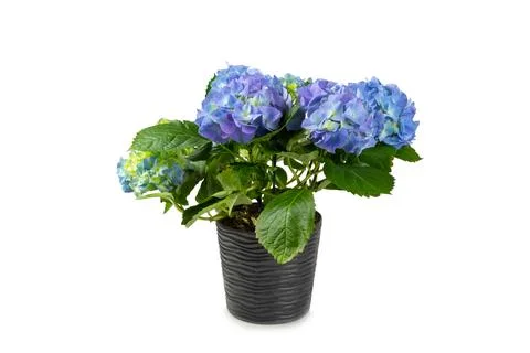 Hydrangea isolated on white background. Stock Photos