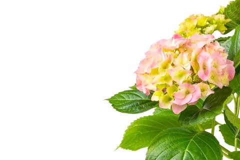 Hydrangea isolated on white background. Stock Photos