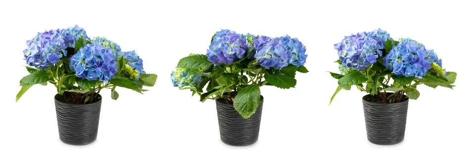 Hydrangea isolated on white background. Stock Photos