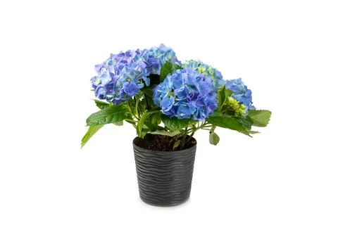 Hydrangea isolated on white background. Stock Photos