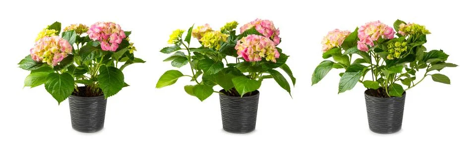 Hydrangea isolated on white background. Stock Photos