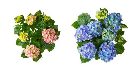 Hydrangea isolated on white background. Stock Photos