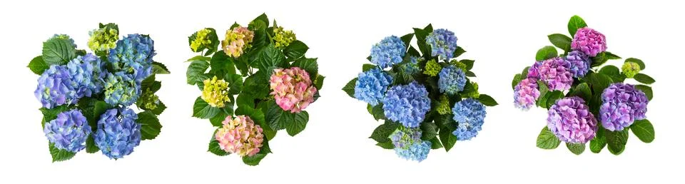 Hydrangea isolated on white background. Stock Photos