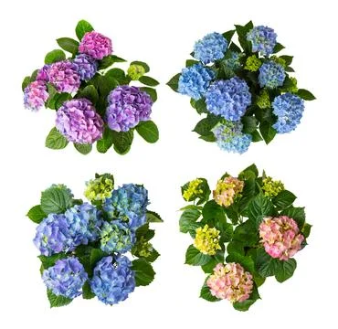 Hydrangea isolated on white background. Stock Photos