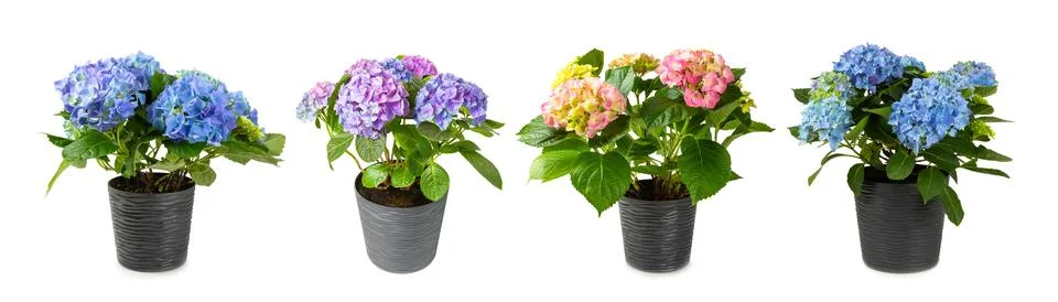 Hydrangea isolated on white background. Stock Photos