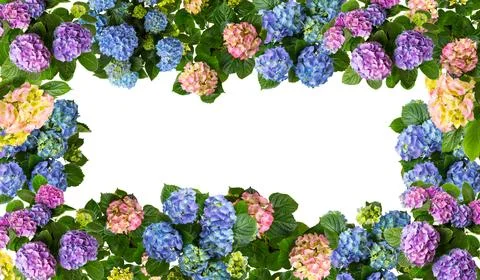 Hydrangea isolated on white background. Stock Photos
