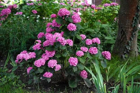 Hydrangea large-leaved Forever Ever Pink blooming in summer garden Stock Photos