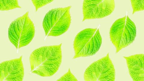 Hydrangea leaf for an abstract background, watercolor effect. Illustrazione stock