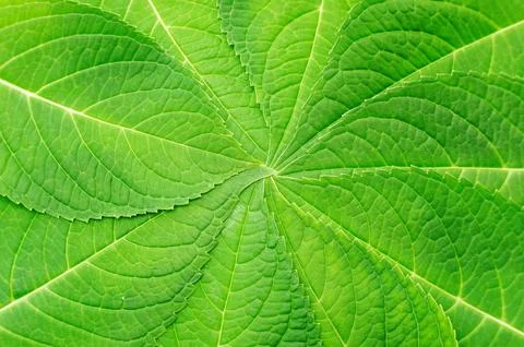 Hydrangea leaf for a background. Stock Photos