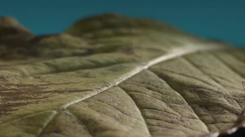 Hydrangea leaf looking like landscape. Rich texture of plant surface. Macro shot Stock Footage 293927189