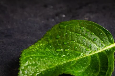 Hydrangea leaf, macro, isolated, with waterdrops, top view Stock Illustration