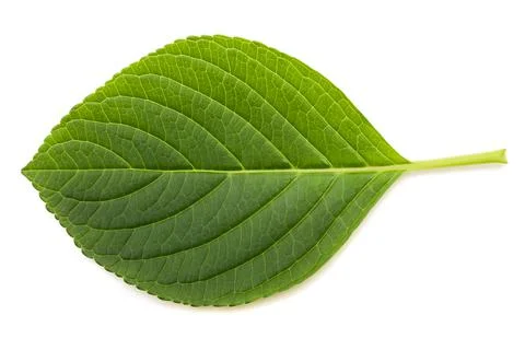 Hydrangea leaf Stock Photos