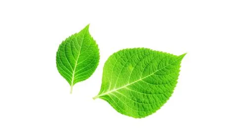 Hydrangea leaf on a white background. Stock Photos