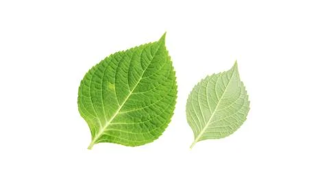Hydrangea leaf on a white background. Stock Photos