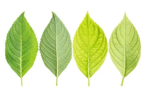 Hydrangea leaf on a white background. Foto stock