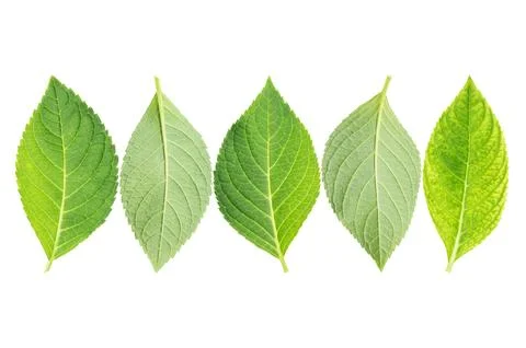 Hydrangea leaf on a white background. Stock Photos