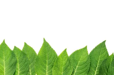 Hydrangea leaf on a white background. Foto stock